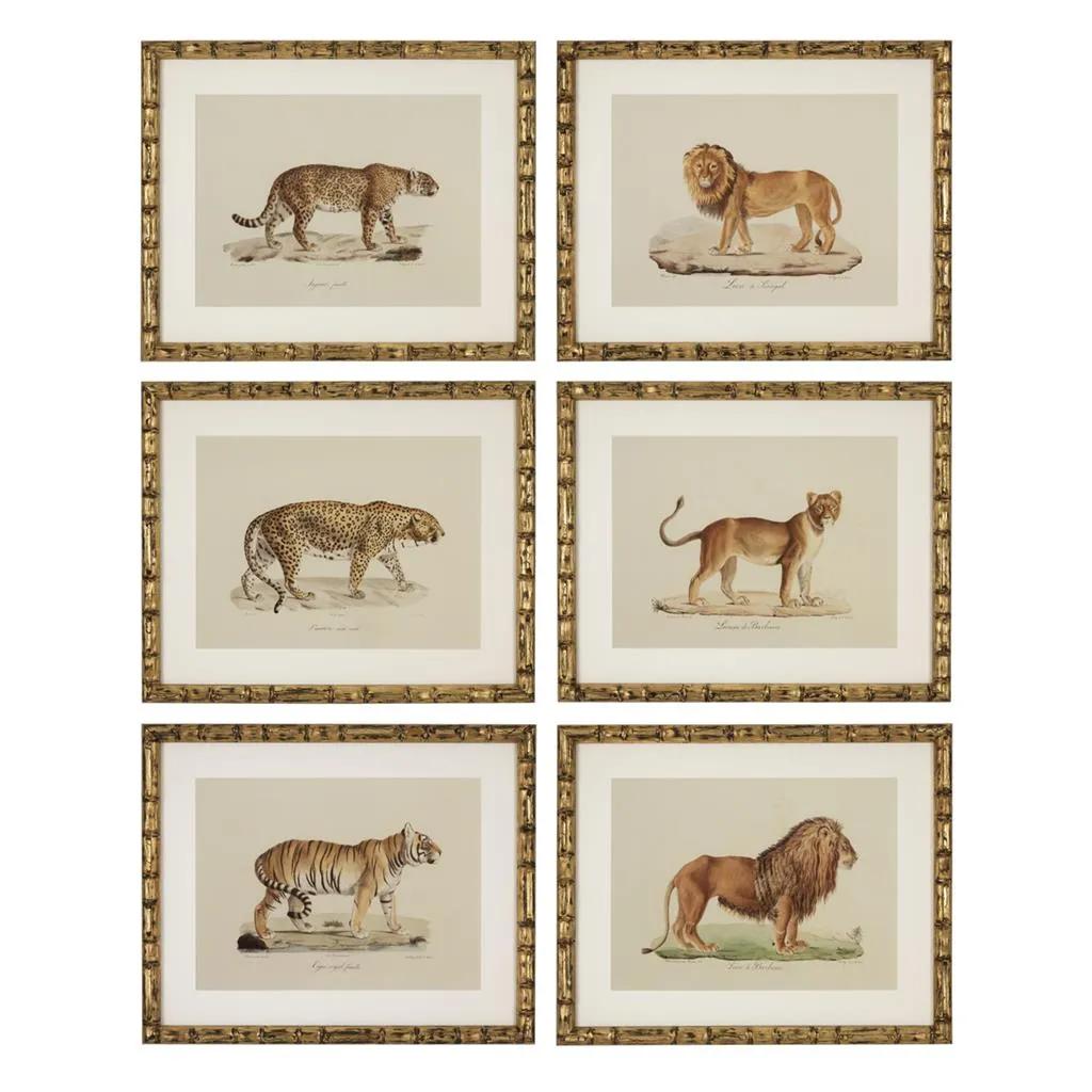 Prints Lion, Tigre, Jaguar set of 6