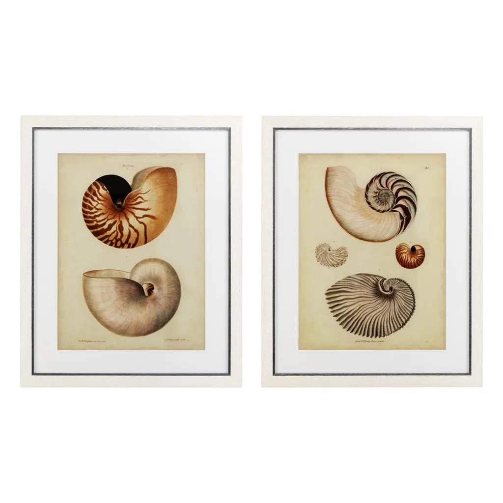 Prints Antique Nautilus set of 2